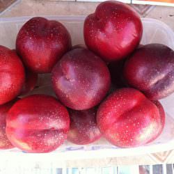 garaco nektarin