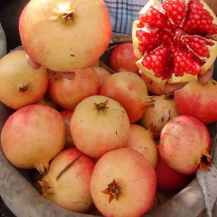 keben narı